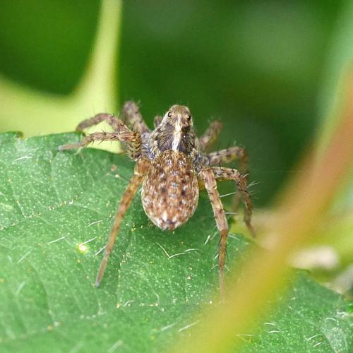 Pardosa sp.